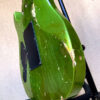 Pyramid Guitars Co., LsL Instruments Dealer